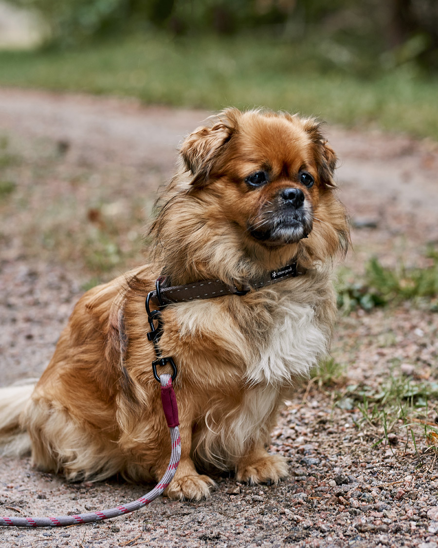 Heren | Kampeeruitrusting | Snow Peak | Dog Rope Lead Grey